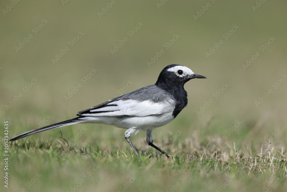 Fototapeta premium White Wagtail (Motacilla alba personata) in North India