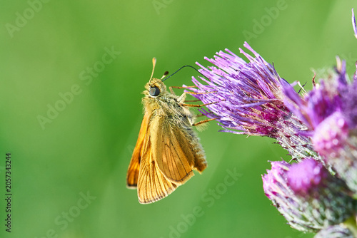 Photos Orange skipper butterfly feeding on purple thistle flower in green meadow close-