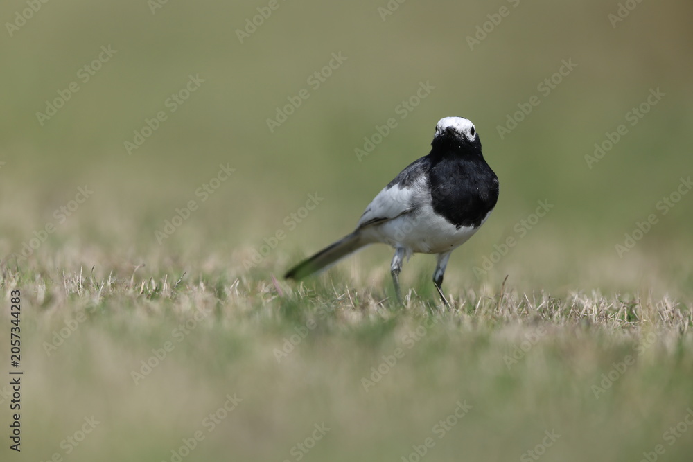 Fototapeta premium White Wagtail (Motacilla alba personata) in North India