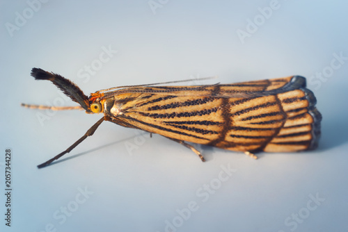 Macro of garden grass moth Chrysoteuchia culmella on the clean paper background. 