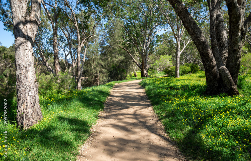 Naklejka premium Dirt path through eucalyptus woodland with yellow wildflowers in Bells Rapids Park, Swan Valley, Western Australia, 25 September 2024