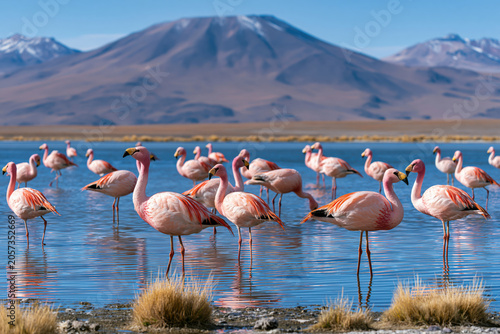 pink flamingos in the lake