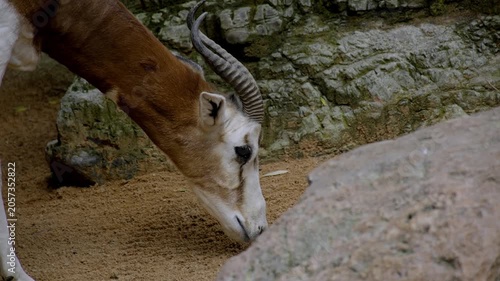 blesbok antelope from south africa, zoo