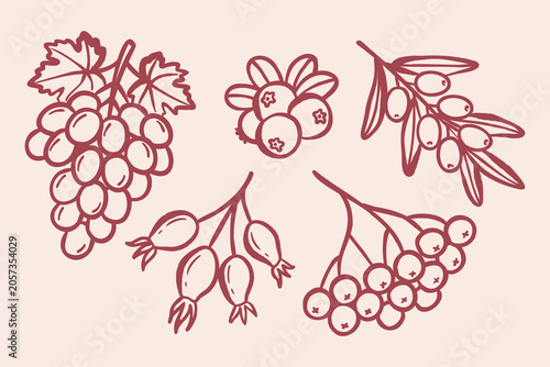 Hand drawn autumn berry collection in minimal doodle line art style. Set includes cranberry, lingonberry, rowan, sea buckthorn and rosehip. Trendy outline illustration ideal for seasonal design, packa