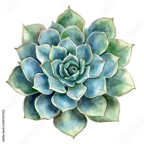 Cuadro en lienzo Succulent, detailed watercolor clipart vector, isolated on a pure white background