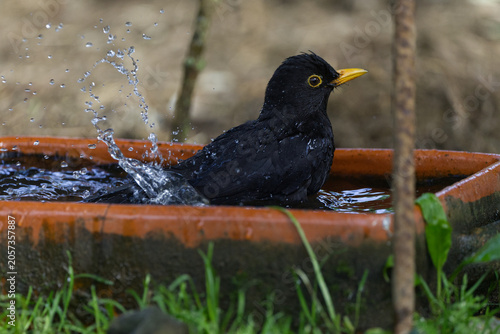 Konstfotografi Common blackbird actively splashing water in bird bath