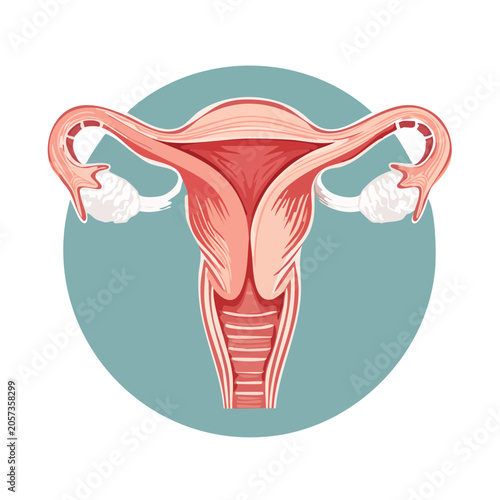 Flat design illustration of human uterus anatomy