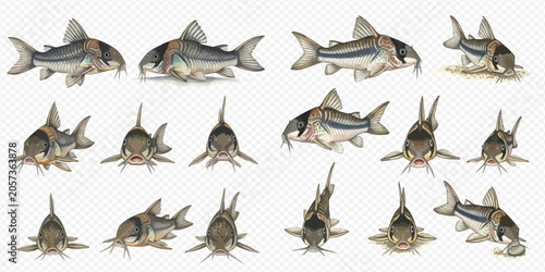 Tableau sur toile Set of armored catfish, also known as suckermouth catfish or pleco, isolated on transparent background
