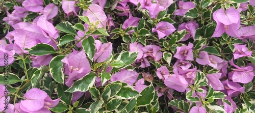 Blooming Pink Variegated Bougainvillea Flowers in Tropical Garden