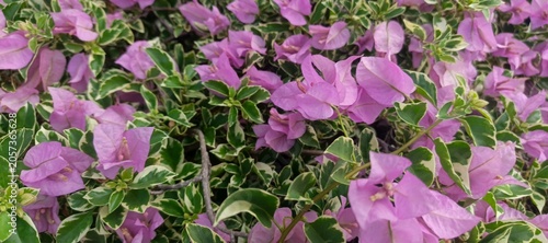 Beautiful Ornamental Bougainvillea Plant with Pink Flowers