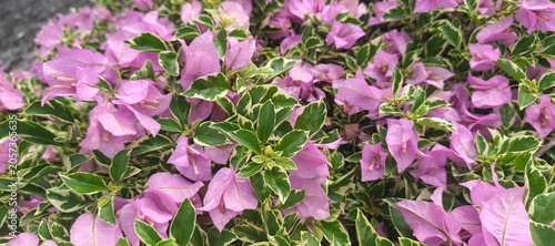 Pink Variegated Bougainvillea Flowers with Green Leaves in Natural Garden Background