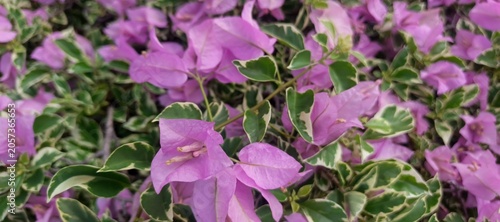 Beautiful Ornamental Bougainvillea Plant with Pink Flowers