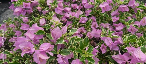 Natural Garden Scene Featuring Variegated Bougainvillea Flowers
