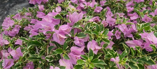 Pink Variegated Bougainvillea Flowers with Green Leaves in Natural Garden Background
