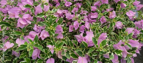 Natural Garden Scene Featuring Variegated Bougainvillea Flowers