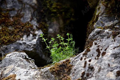 Schilderij op canvas A group of hedge bedstraw plants, Galium mollugo, growing in front of a mountain cave