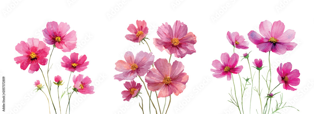 Fototapeta premium Pink cosmos flowers painted in watercolor, displaying their soft petals and bright yellow centers, creating a beautiful floral illustration for various creative projects