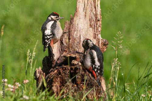 Fotografie Pic épeiche,Dendrocopos major, Great Spotted Woodpecker