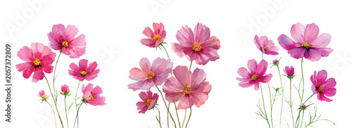 Fotografie Pink cosmos flowers painted in watercolor, displaying their soft petals and brig