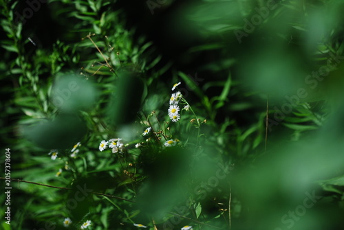 Foto After rain in the woods
