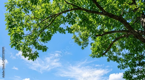 Looking Up at Green Tree Branches Against a Blue Sky