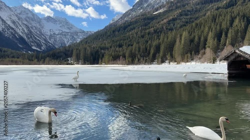 Winter Landscape with Mute White Swan on Frozen Lake Jagersee in Austria. Outdoor Scenery with Birds in Austrian Alps during Daytime.