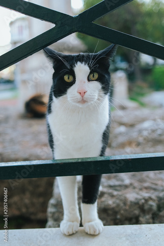Chat errant