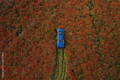 Top Down Aerial View of Pickup Truck Driving Through Blooming Red Poppy Field in Moldova