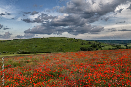 Foto Dramatic Storm Clouds Above Blooming Red Poppy Field and Rolling Green Hills in