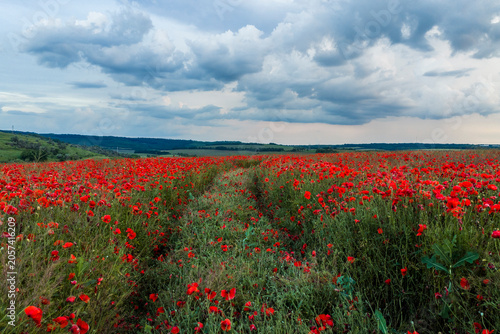 Path Through a Blooming Red Poppy Field Beneath Dramatic Clouds