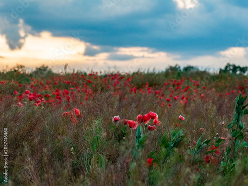 Wild Red Poppies in Bloom Beneath a Dramatic Evening Sky in Moldova