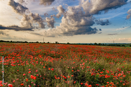 Dramatic Storm Clouds Over Blooming Red Poppy Field at Sunset in Rural Countryside