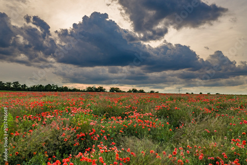 Dramatic Storm Clouds Over Blooming Red Poppy Field at Sunset in Rural Countryside