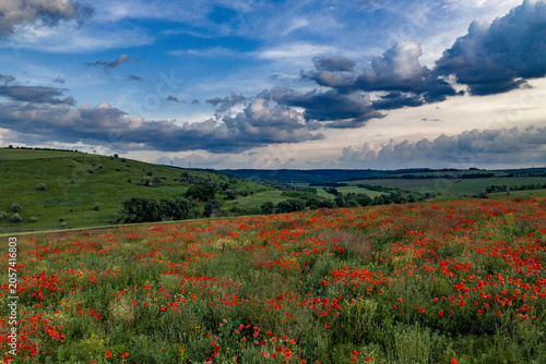 Schilderij op canvas Blooming Red Poppy Field Beneath Dramatic Clouds in Moldova Countryside