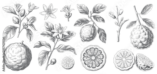 Hand drawn bergamot collection with citrus fruits, slices, flowers, and leaves. Vintage botanical engraving illustration.