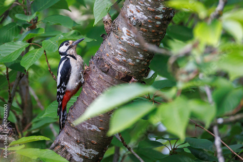 A great spotted woodpecker on a tree trunk