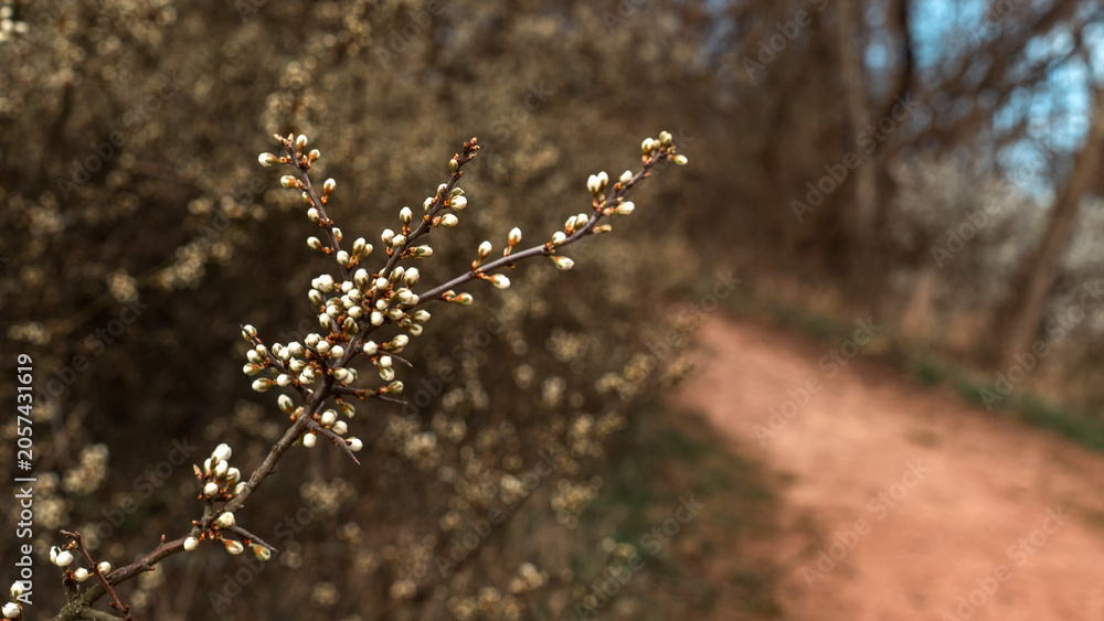 Naklejka premium Spring Buds on Branch Beside Forest Path