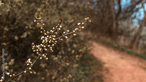 Fotografija Spring Buds on Branch Beside Forest Path