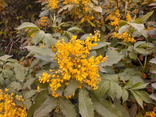Oregon Grape plant flowers with green leaves in nature. Mahonia aquifolium yellow blossoms beauty in Italy. 