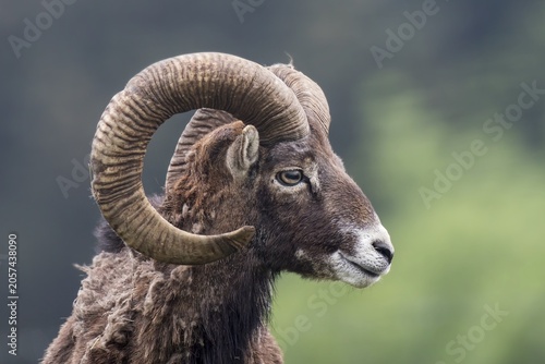 European mouflon (Ovis orientalis musimon), captive, Saarland, Germany