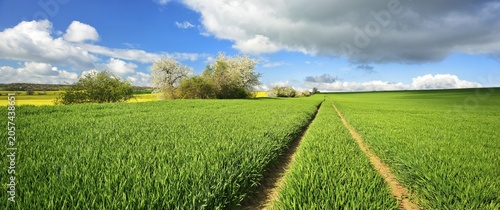 Cultural landscape in spring, green cornfield, lane leads into the picture, blossoming cherry trees and field shrubs, blue sky with cumulus clouds, near Freyburg, Burgenlandkreis, Germany ( Sachsen-Anhalt)