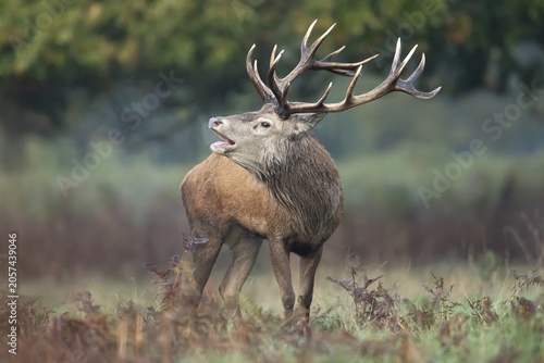 Red deer (Cervus elaphus) adult male stag animal roaring during the annual rut season in autumn, England, United Kingdom
