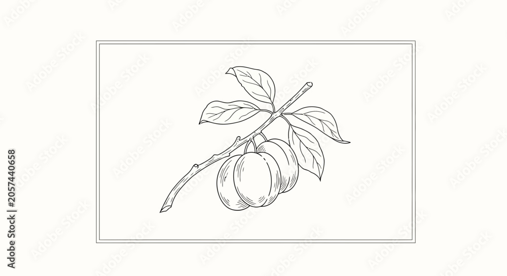 Fototapeta premium Hand-drawn illustration of a plum branch with three ripe fruits and green leaves