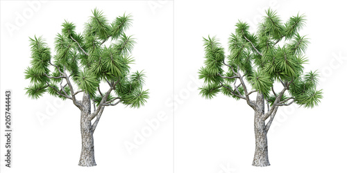 Quadro su tela Yucca tree with green spiky leaves and textured trunk isolated on transparent ba