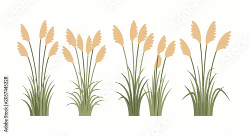 Beige pampas grass plumes on thin green stalks, clustered in four groupings
