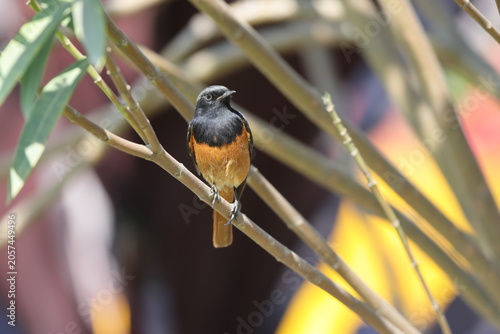 Canvas Print The black redstart (Phoenicurus ochruros rufiventris) is a small passerine bird in the Old World flycatcher family