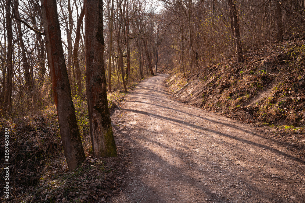 Fototapeta premium Forest Road with Long Spring Shadows