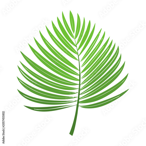 Flat design palm leaf vector icon