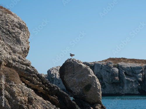 Seagull perched on a rock by the sea under a clear blue sky