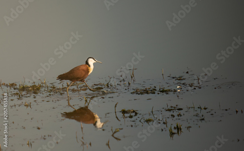 Bilde på lerret African Jacana (Actophilornis africanus)Pilanesberg Nature Reserve, South Africa